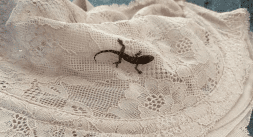Lizard in the lingerie