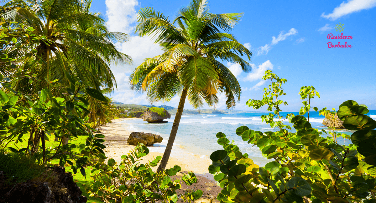 Move from the UK to Barbados and live in Bathsheba